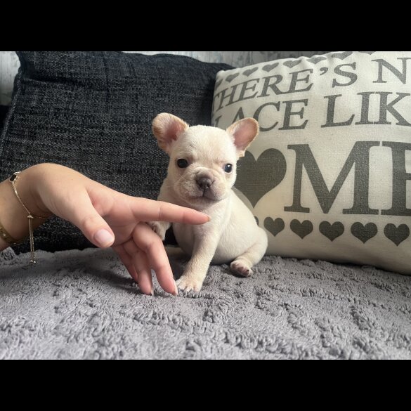 French Bulldog
