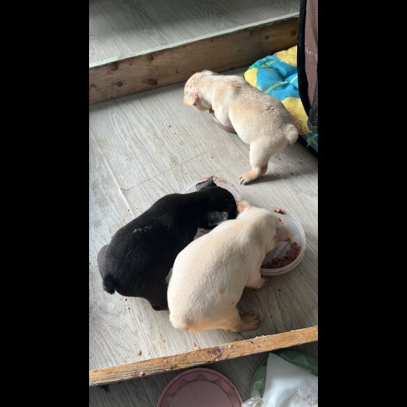 French Bulldog