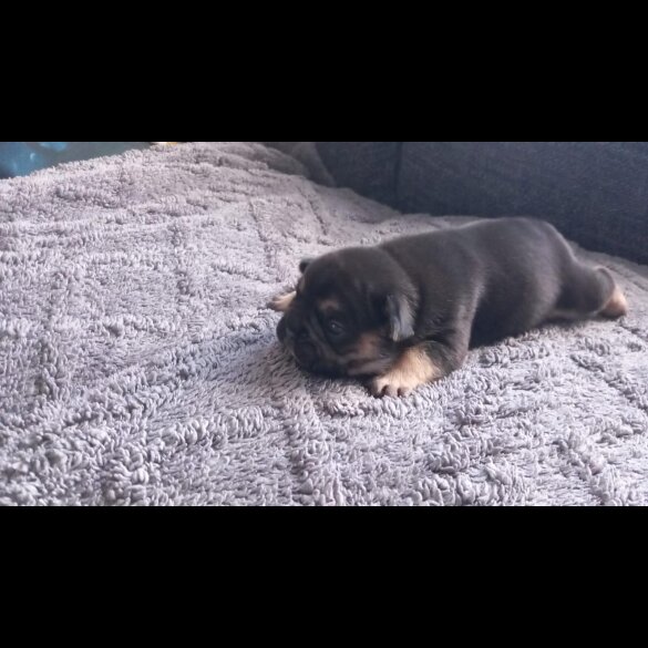 French Bulldog