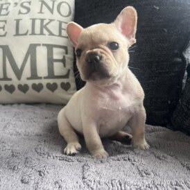French Bulldog