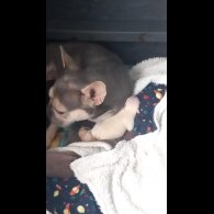 French Bulldog