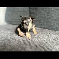 French Bulldog