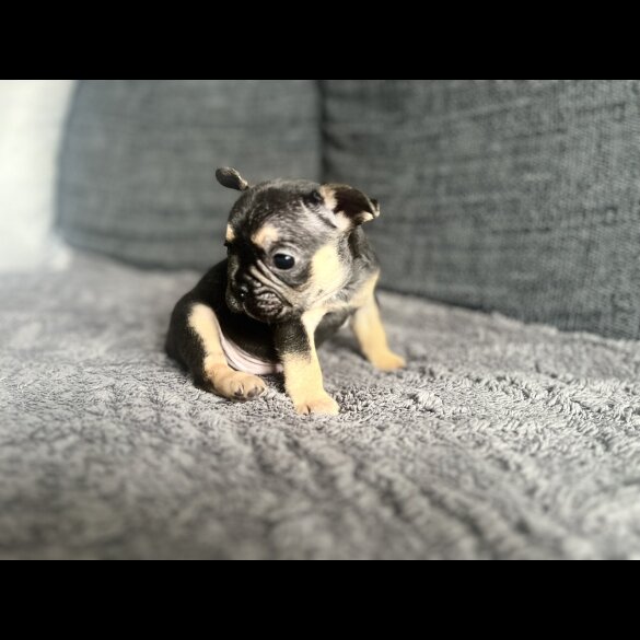 French Bulldog