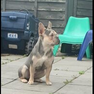 French Bulldog