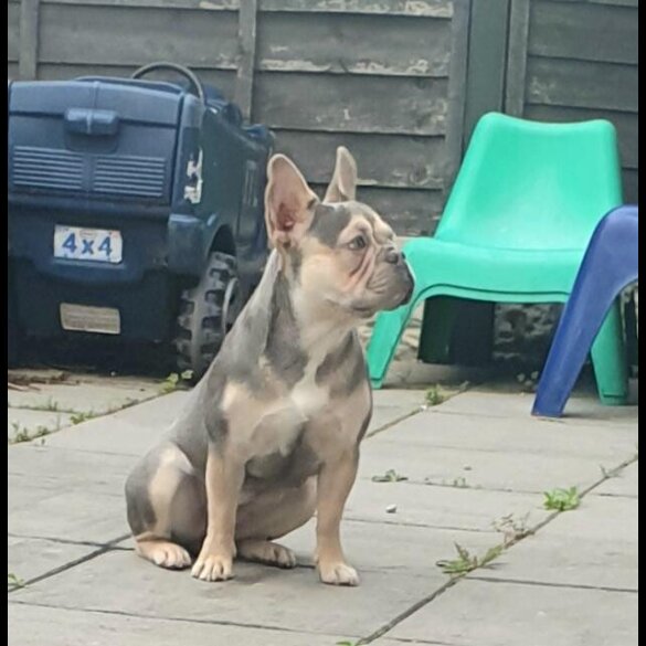 French Bulldog
