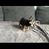 French Bulldog