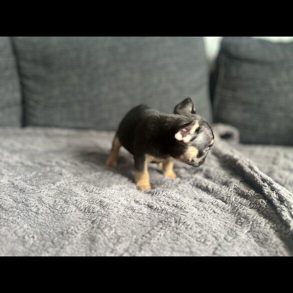 French Bulldog