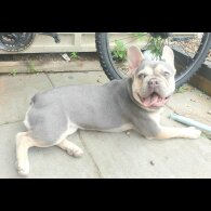 French Bulldog