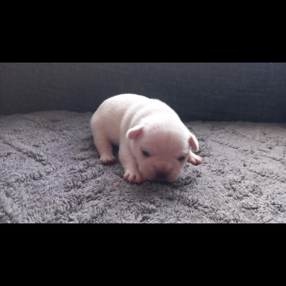French Bulldog