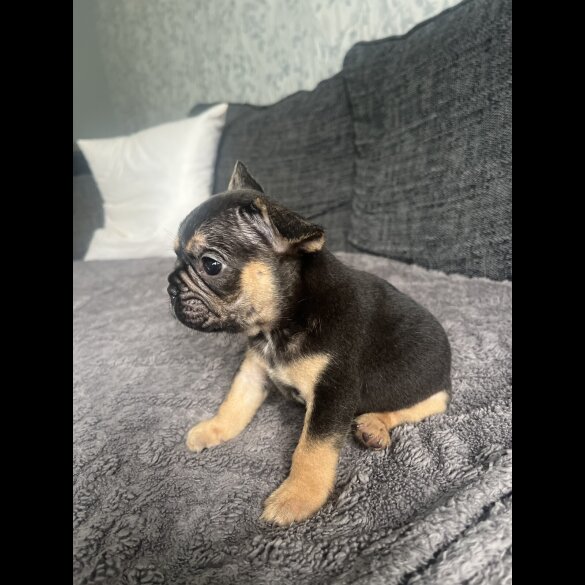 French Bulldog