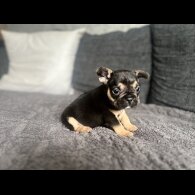 French Bulldog