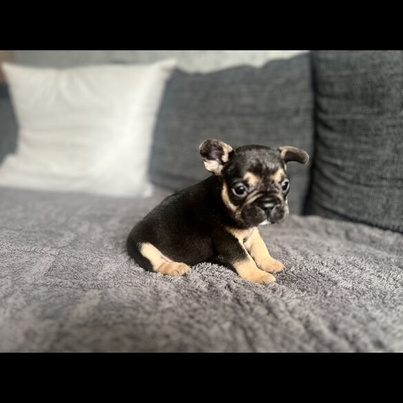 French Bulldog