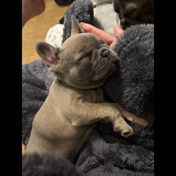 French Bulldog