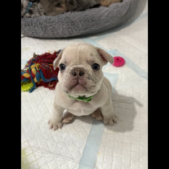 French Bulldog