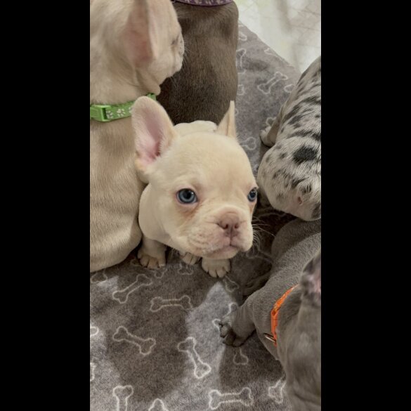 French Bulldog