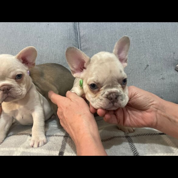 French Bulldog