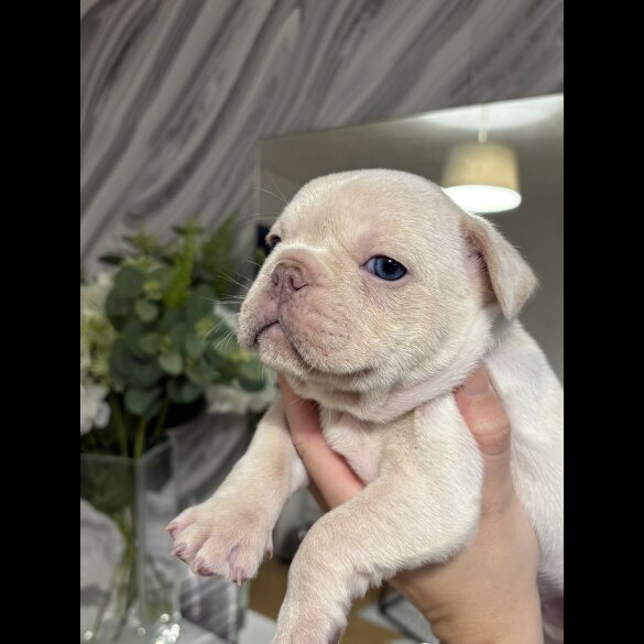 French Bulldog