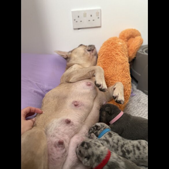 French Bulldog