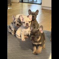 French Bulldog