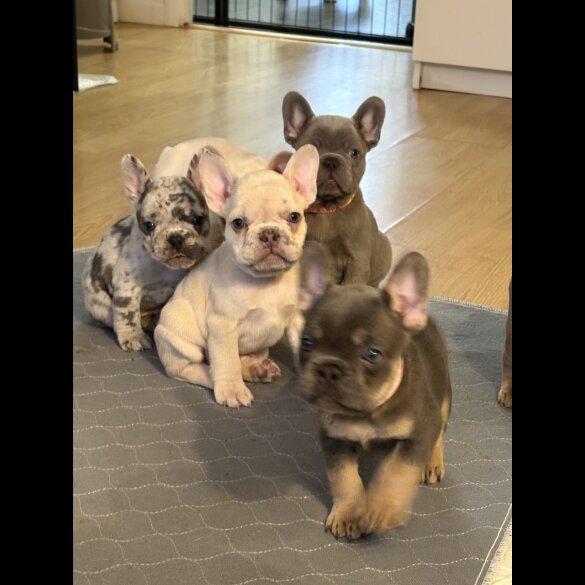 French Bulldog