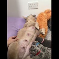 French Bulldog