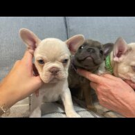 French Bulldog