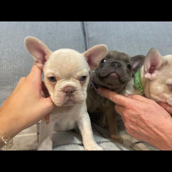 French Bulldog