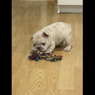 French Bulldog