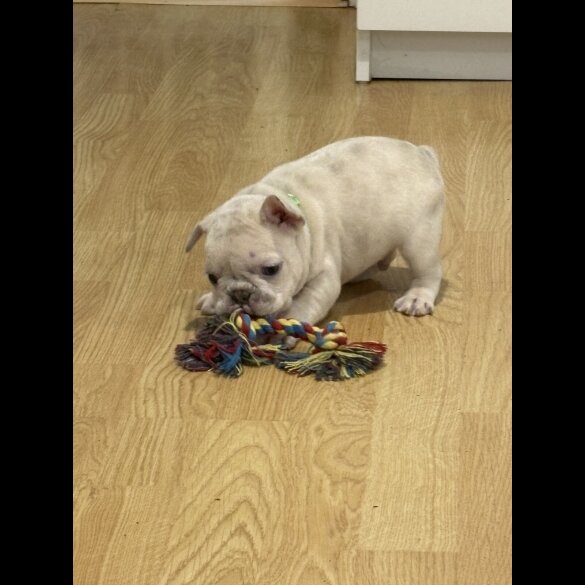 French Bulldog