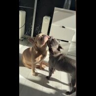 French Bulldog