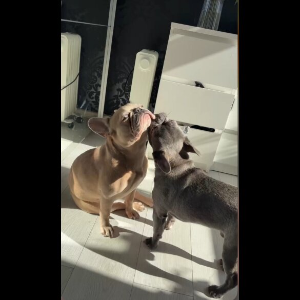 French Bulldog