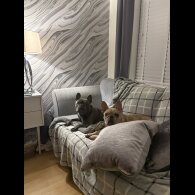 French Bulldog
