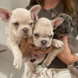 French Bulldog