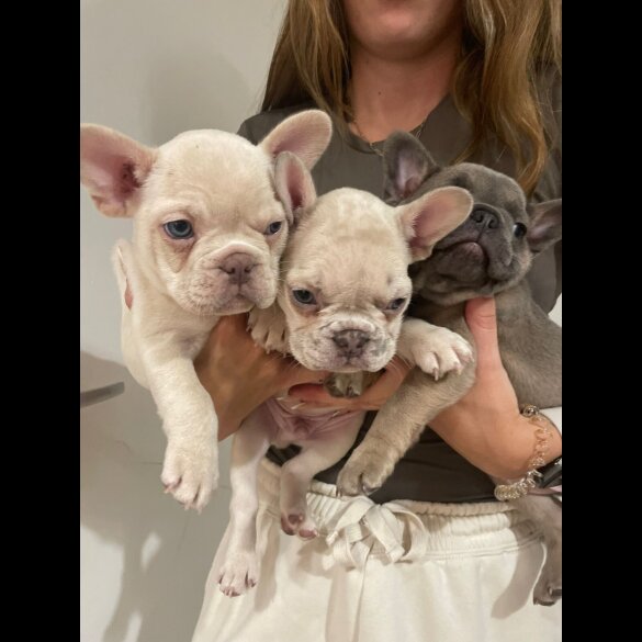French Bulldog