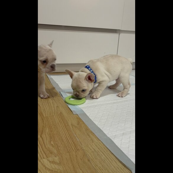 French Bulldog