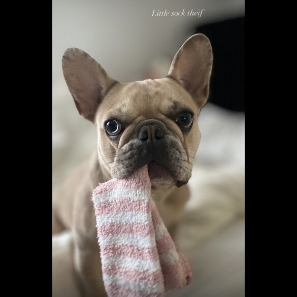 French Bulldog