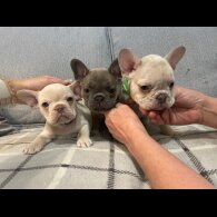 French Bulldog