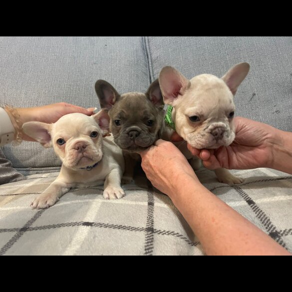 French Bulldog
