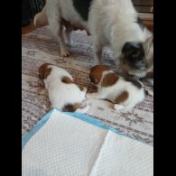 Jack Russell