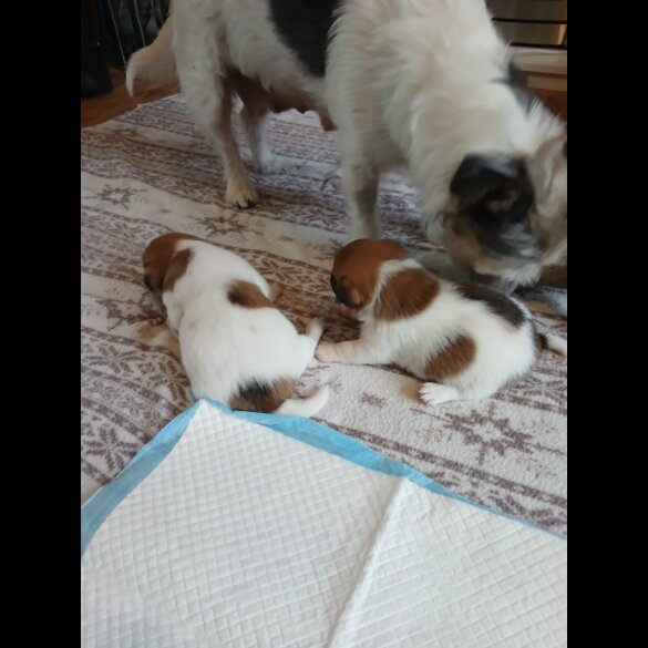 Jack Russell