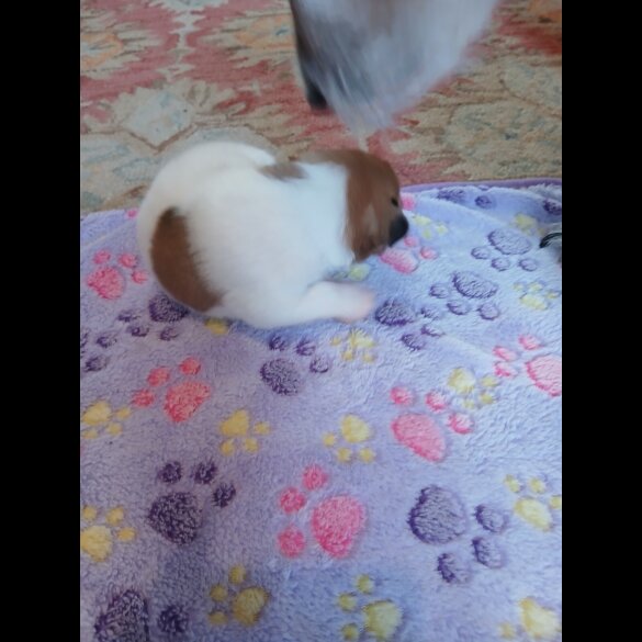 Jack Russell