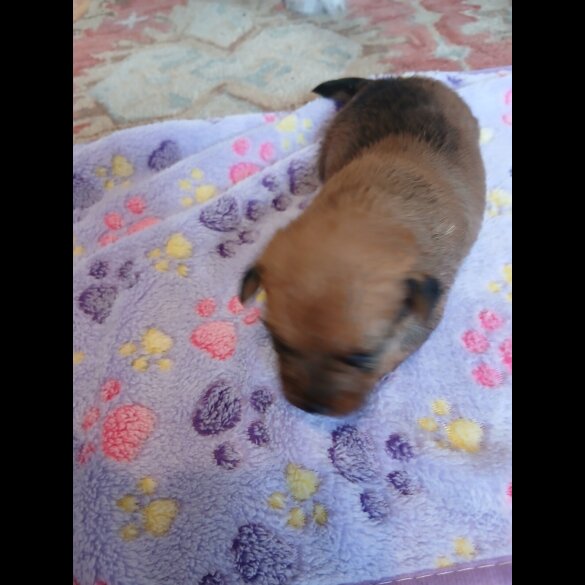 Jack Russell