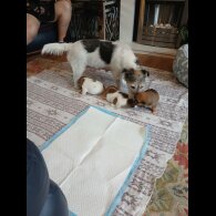 Jack Russell
