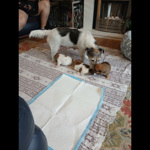 Jack Russell