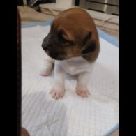 Jack Russell