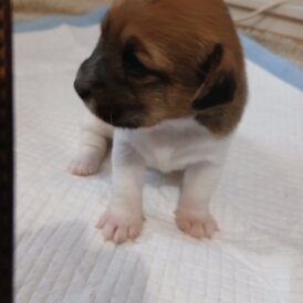 Jack Russell