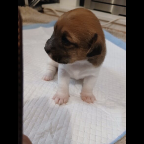 Jack Russell