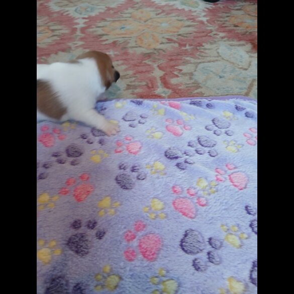 Jack Russell
