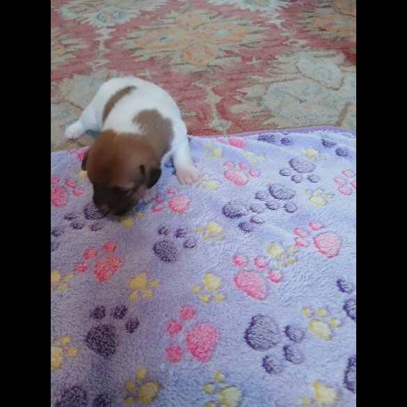 Jack Russell
