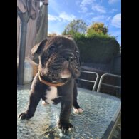 French Bulldog